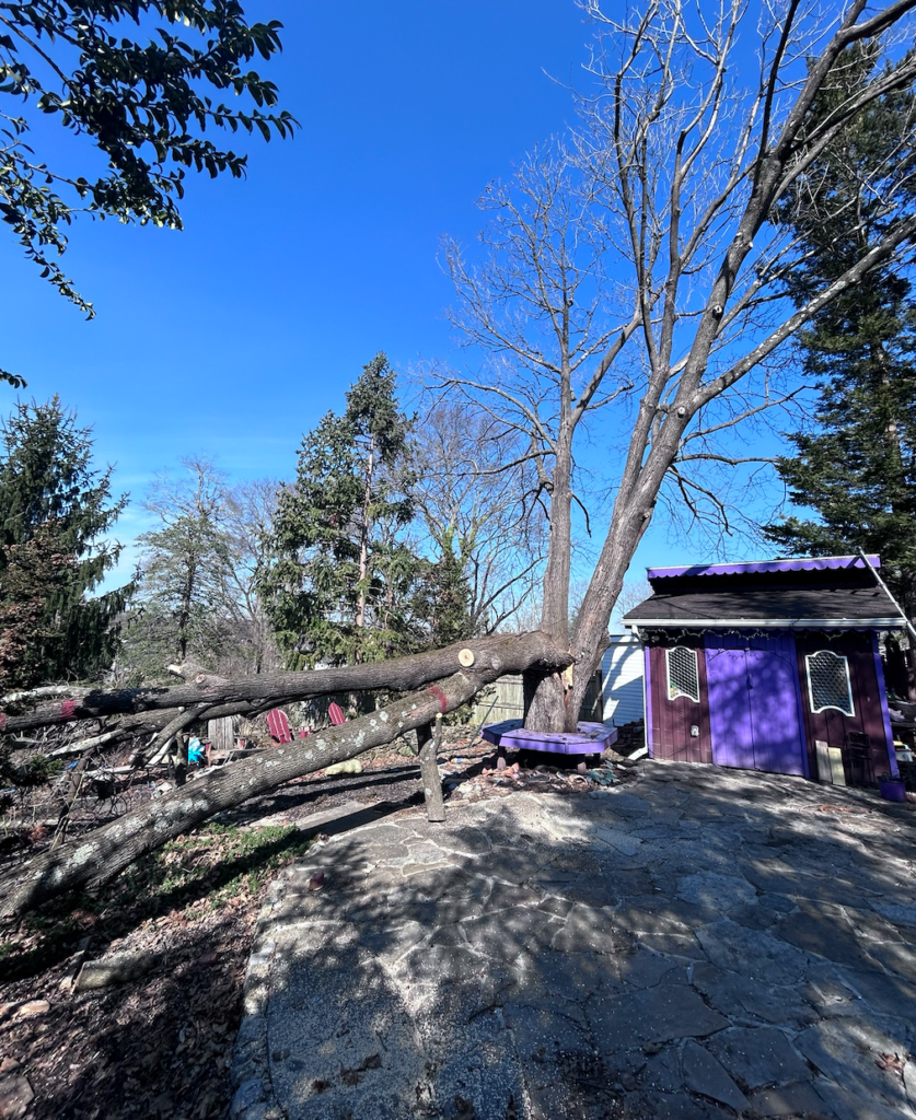 Storm-Damaged Trees